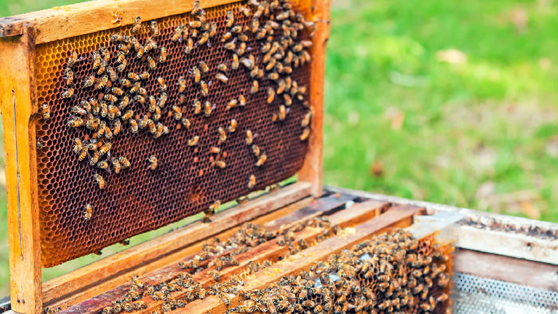 От 27 ноември започва прием през СЕУ на заявления за плащане по интервенциите в сектор „Пчеларство“