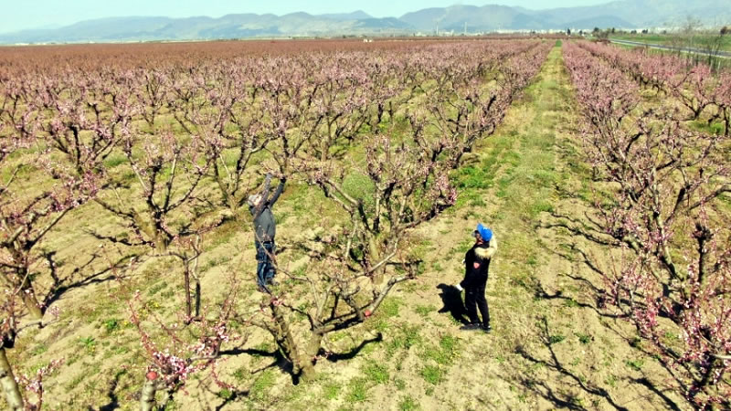 ДФЗ оторизира общо 28,5 млн. лв. за измръзнали овошки през тази пролет