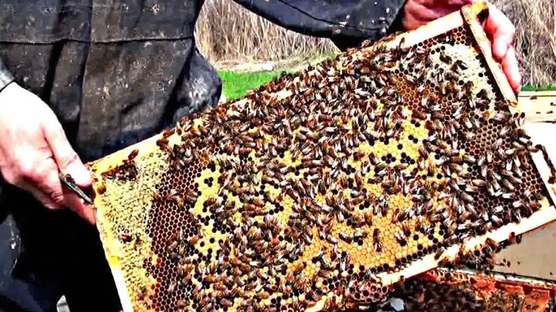 ДФЗ сключва договори с всички одобрени кандидати по пчеларската програма за 2022