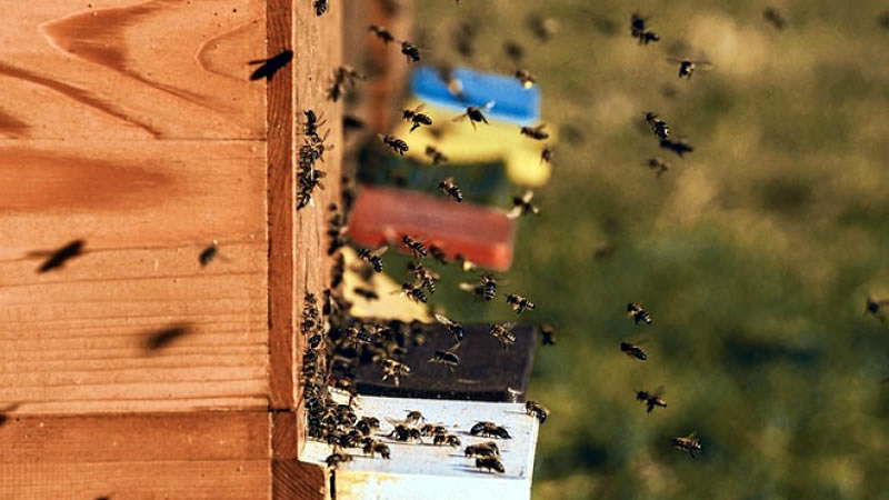 Пчеларите могат да приключват заявленията си за подпомагане в СЕУ до 2 октомври