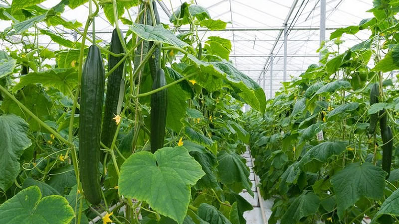От 28 март се отваря прием по de minimis за подкрепа на производителите на оранжерийни зеленчуци