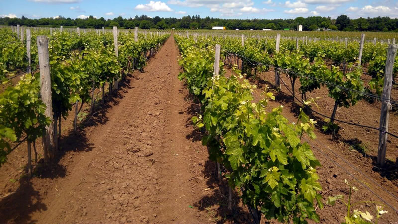 ДФ „Земеделие“ публикува инструкции за кандидатстване по интервенции  „Инвестиции в лозаро-винарския сектор“ и „Инвестиции в екологични съоръжения“