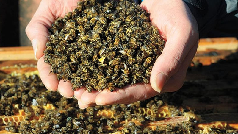 До 5 май стопаните заявяват помощ за унищожени животни и пчелни семейства