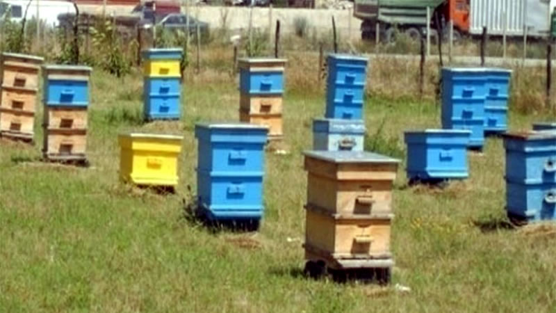 До 15 август пчеларите могат да подават заявление за плащане по Пчеларската програма за 2022 г.