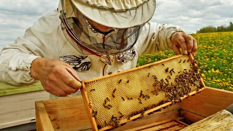 В помощ на пчеларите ДФЗ публикува ръководство за подаване на заявление по интервенциите в сектора