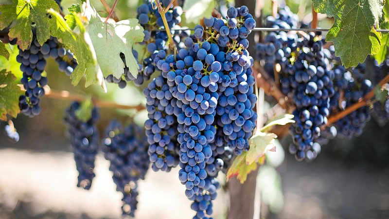 От 16 май стопаните могат да кандидатстват за застраховане на реколтата от винено грозде