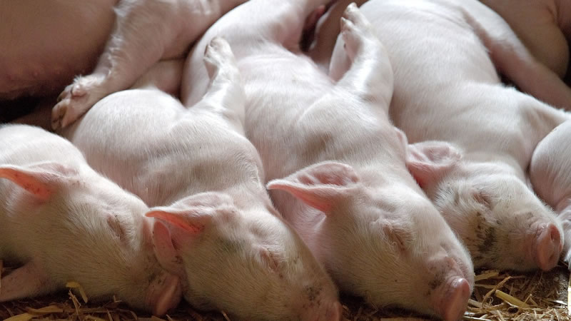 От 2 септември ДФЗ приема документи по втори транш от схемата за хуманно отношение към свине за 2022 г.