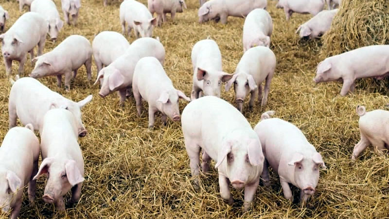 До 18 октомври свиневъдите подават документи за подпомагане по трети транш за прасета за угояване