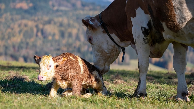 Над 53 млн. лева са утвърдени по преходните помощи за говеда, овце-майки и кози-майки