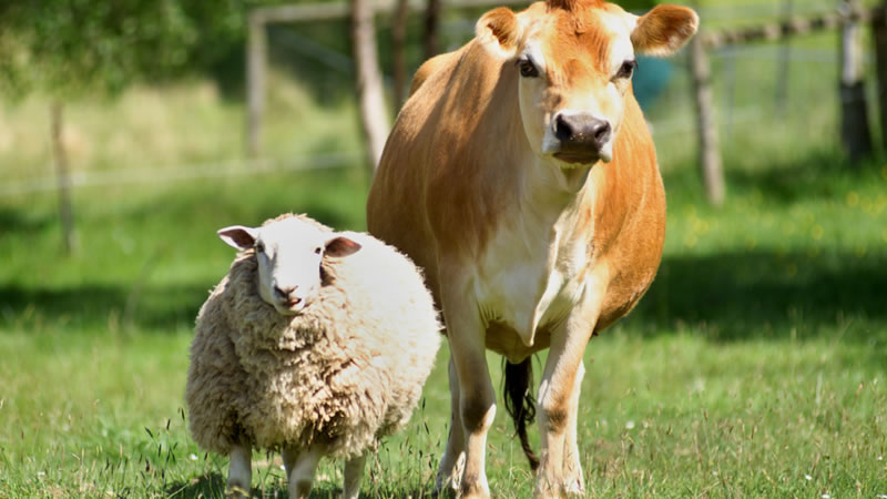 Утвърдени са 54,6 млн. лева по преходните помощи за говеда, овце-майки и кози-майки за Кампания 2023