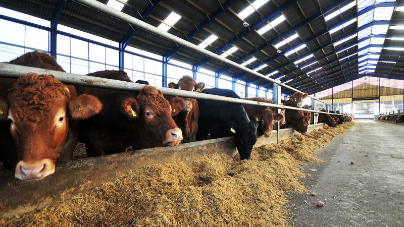 ДФ „Земеделие“ изплати още над 3,5 млн. лева на земеделските стопани за изхранване на животните