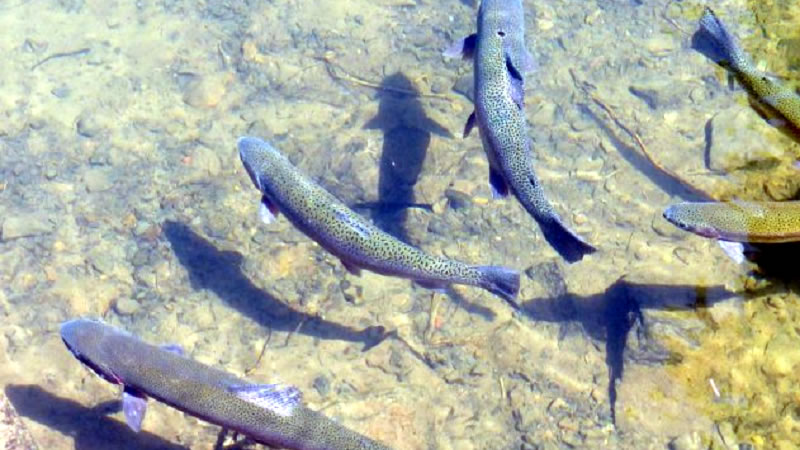 От 20-ти април отваря прием по помощ de minimis за подпомагане на рибопроизводителите, отглеждащи сладководна риба