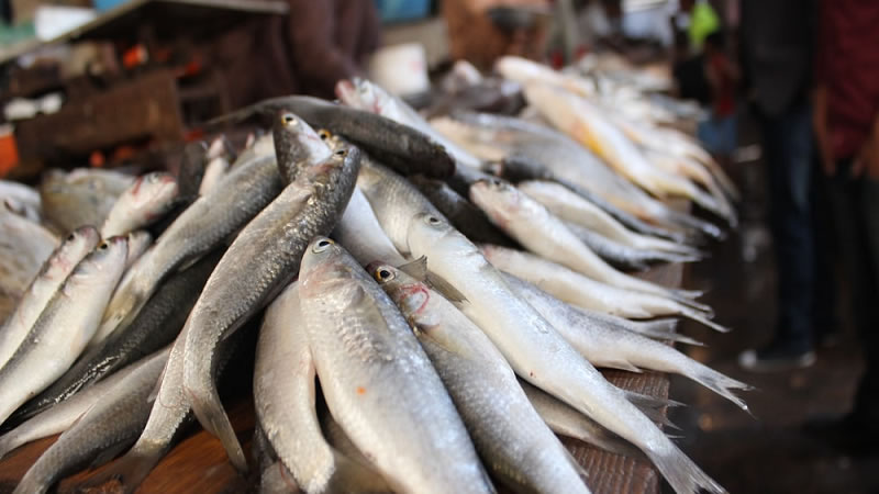 От 26 май производителите на сладководна риба могат да кандидатстват по de minimis