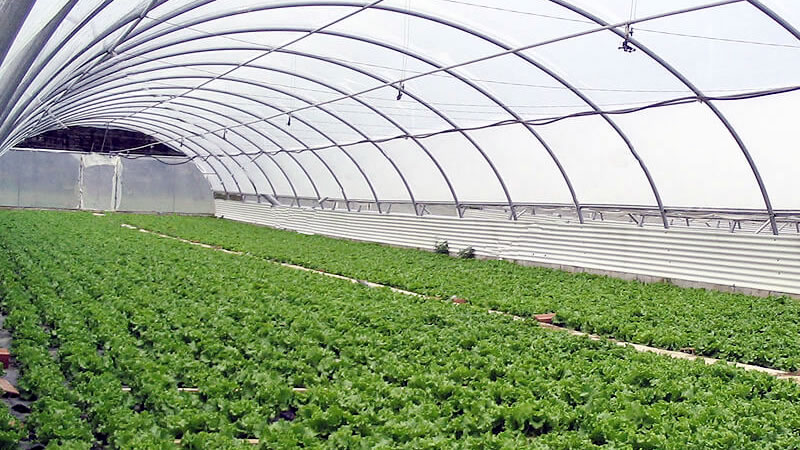 ДФЗ преведе 2,6 млн. лева на производителите на оранжерийни зеленчуци по de minimis