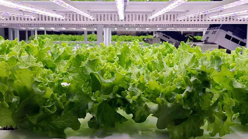 845 производители на оранжерийни зеленчуци заявиха помощ de minimis