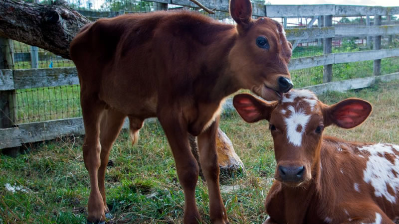 До 31 октомври фермерите доказват реализираното мляко и животни за Кампания 2023