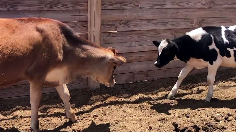 С 34 хил. евро ще бъдат компенсирани стопани за унищожени животни и пчелни кошери в резултат на природни бедствия през 2025 г.