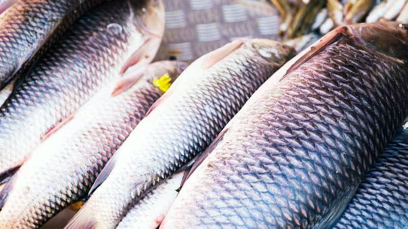 С 1 млн. лева ще бъдат подпомогнати производителите на сладководна риба