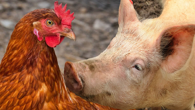 Изтича срокът за прием на заявления за хуманно отношение към птици и свине – майки
