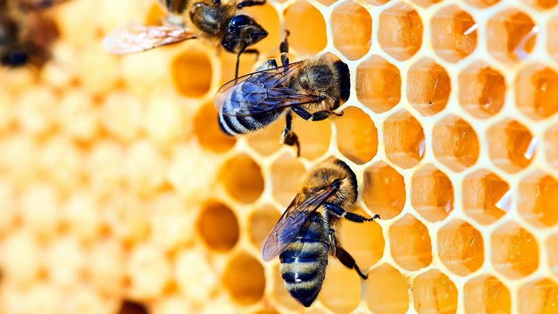 В помощ на пчеларите ДФЗ публикува видео указания и ръководство за подаване на заявление по интервенциите в сектора