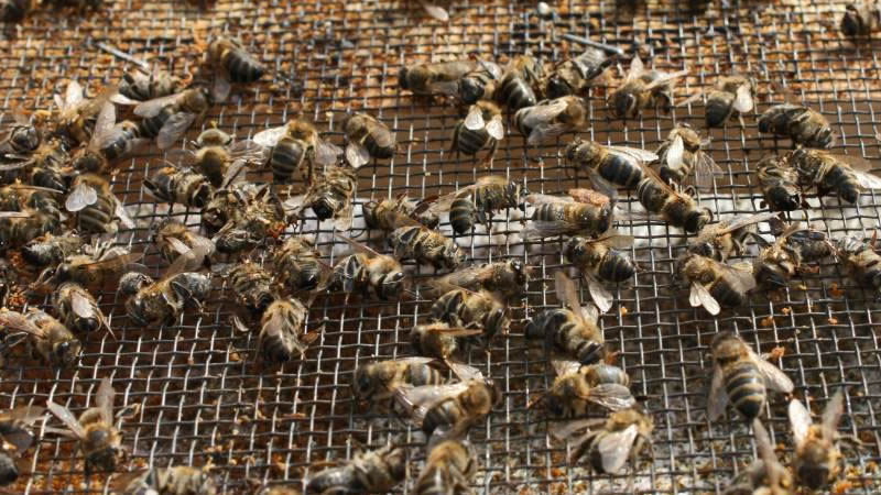 С 1 млн. лв. се компенсират стопаните за унищожени животни и пчелни семейства