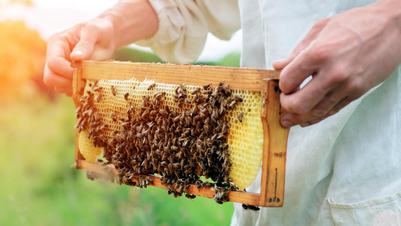 Приключи приемът на заявления за подпомагане по интервенциите в сектор „Пчеларство“ през СЕУ