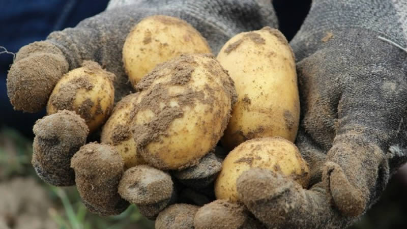 С общо 13 млн. лева ще бъдат подпомогнати производителите на картофи, черупкови плодове и гъби