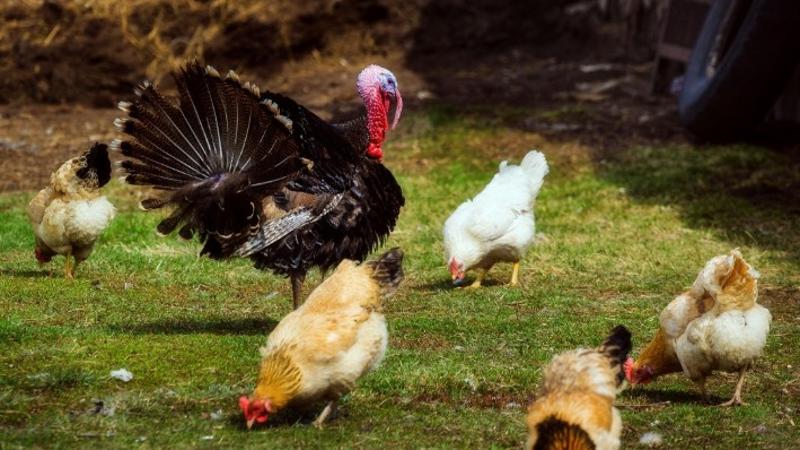 От 27 април започва приемът на заявления за хуманно отношение към птици