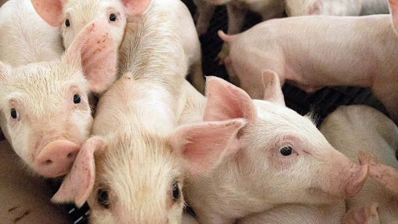 От 22 април започва прием на документи за хуманно отношение към свинете