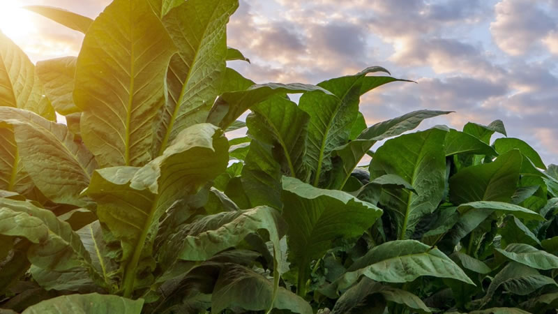 Тютюнопроизводителите получиха финансова подкрепа от 31,9 млн. евро по  преходната национална помощ за тютюн за Кампания 2025.