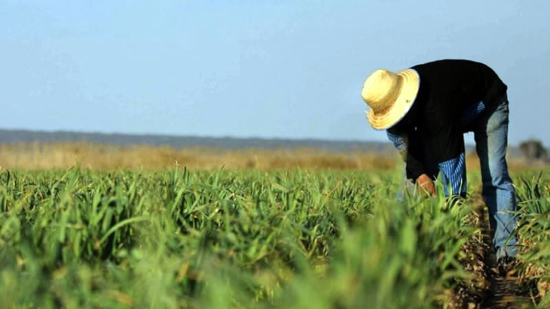 Преведени са 79,3 млн. евро на кандидатите по интервенцията за допълнително преразпределително подпомагане за Кампания 2025