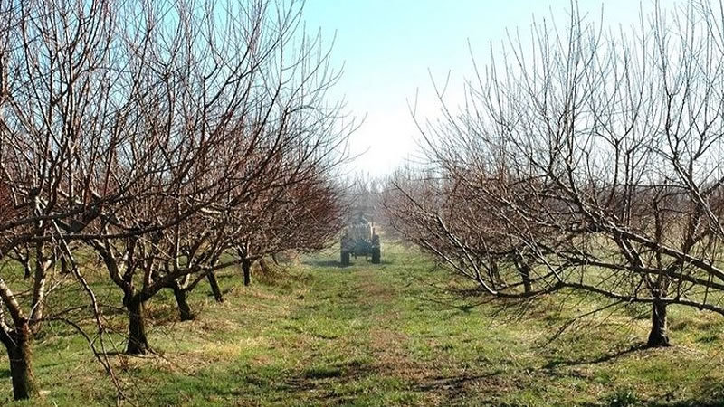 Овощарите получиха над 1,8 млн. лева за втория етап от помощта за зимни пръскания